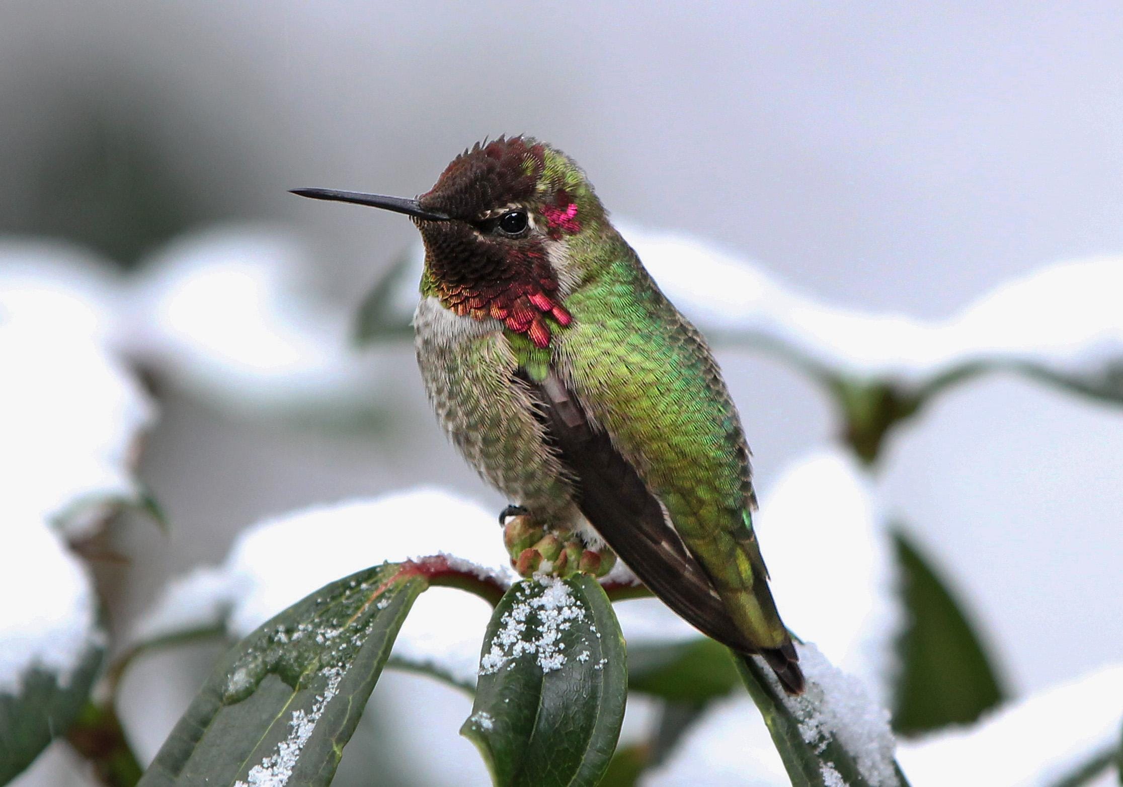 do hummingbirds feed year round